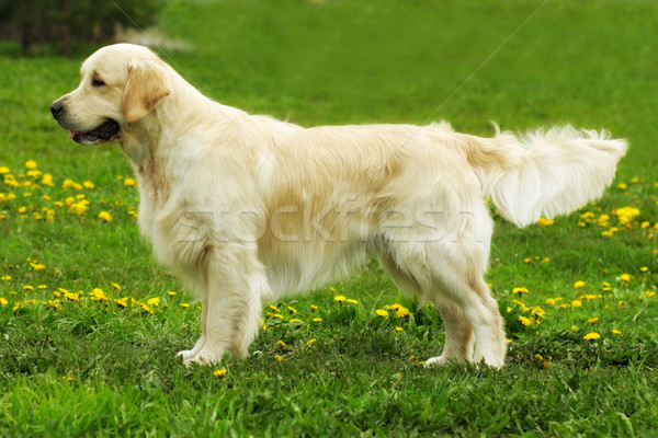 Stock fotó: Gyönyörű · fajtiszta · kutya · golden · retriever · áll · előadás · pozició