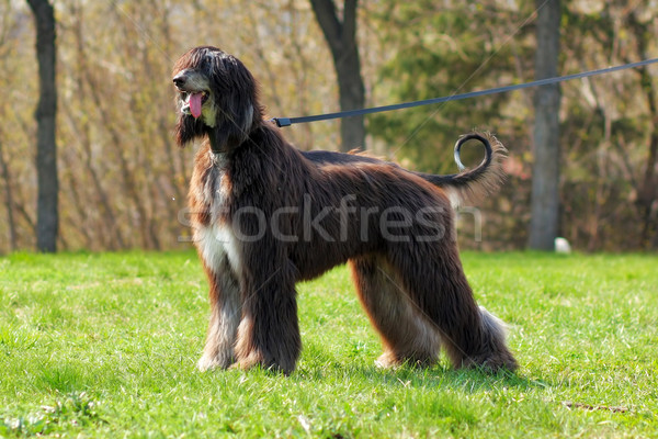 Stock photo: dog breed Afghan Hound stands