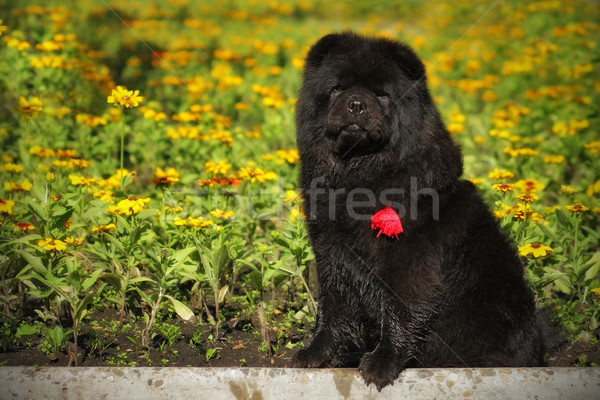 beautiful fluffy black dog breed Chow Chow sits in the summer on Stock photo © goroshnikova