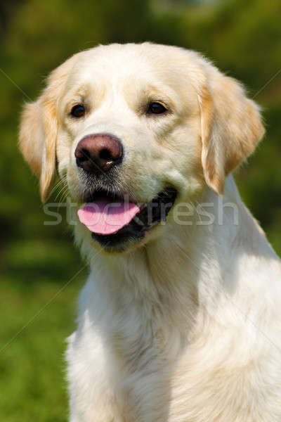 Feliz perro golden retriever verano naturaleza primer plano Foto stock © goroshnikova