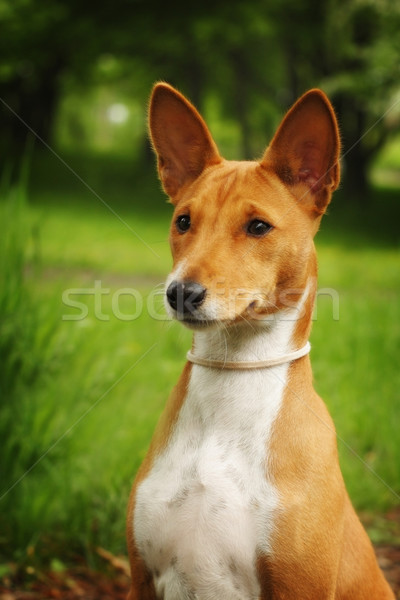Schönen reinrassig Hund Fuß Freien Sommer Stock foto © goroshnikova