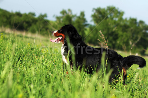 happy beautiful Bernese mountain dog stands  Stock photo © goroshnikova