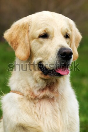 Stock fotó: Gyönyörű · fajtiszta · kutya · nyár · kint · portré · közelkép