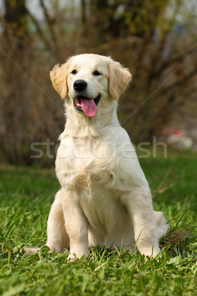 Puppy golden retriever gelukkig vergadering gras portret Stockfoto © goroshnikova