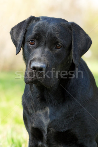 Black Labrador Stock photo © goroshnikova