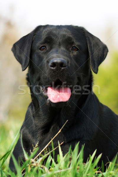 black dog Labrador Stock photo © goroshnikova