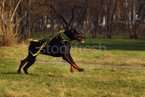 Siyah köpek doberman çalışma yaz park Stok fotoğraf © goroshnikova