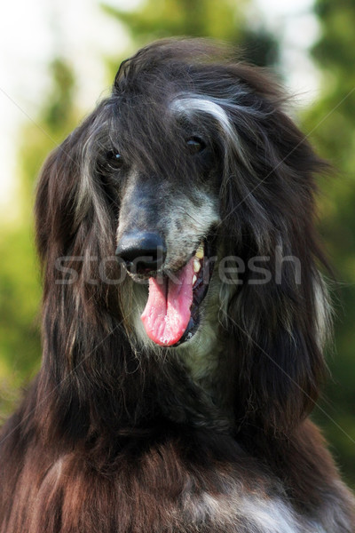 Stock photo: happy dog Afghan hound