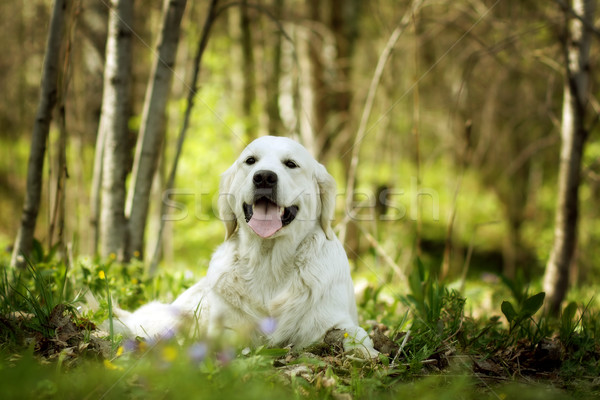Gelukkig hond golden retriever schaduw zomer glimlachend Stockfoto © goroshnikova