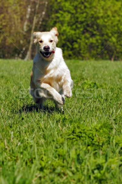 Fiatal boldog kutya golden retriever öröm hamar Stock fotó © goroshnikova