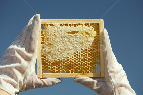 Miele a nido d'ape naturale alimentare medicina piatto Foto d'archivio © Goruppa