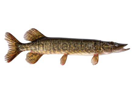 Drapieżnik słodkowodnych ryb sportu Zdjęcia stock © Goruppa