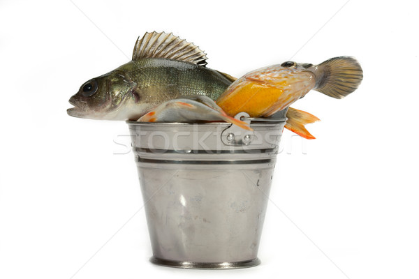 Udany połowów dobre zawsze żywności ryb Zdjęcia stock © Goruppa