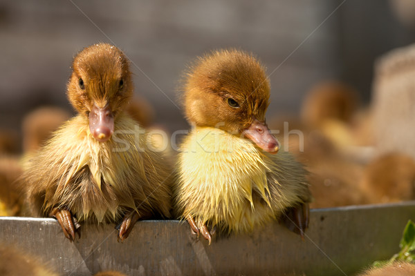 Stock photo: Musk duck ducklings