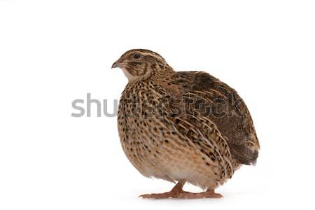 Japanese quail Stock photo © Goruppa