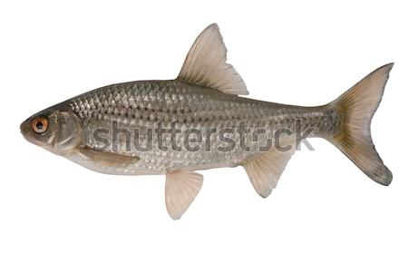 Ryb asia Europie żywności sportu Zdjęcia stock © Goruppa
