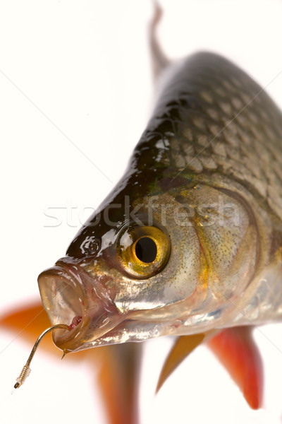 Słodkowodnych ryb asia Europie skali Zdjęcia stock © Goruppa