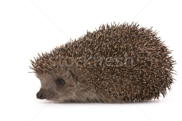 Hedgehog Stock photo © Goruppa