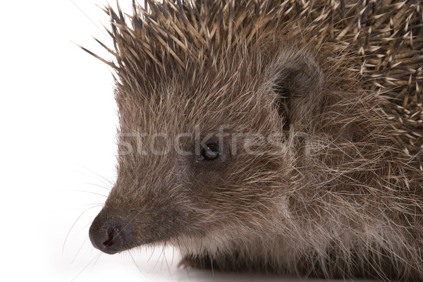 Hedgehog Stock photo © Goruppa