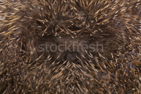 Foto stock: Ouriço · seguro · posição · crítico · situação · isolado