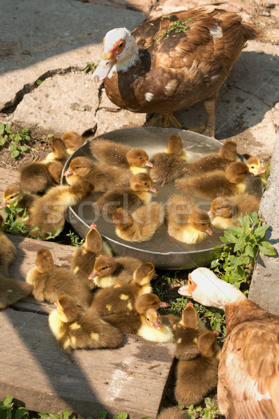 Piżmo kaczka drób rodziny gospodarstwa Zdjęcia stock © Goruppa