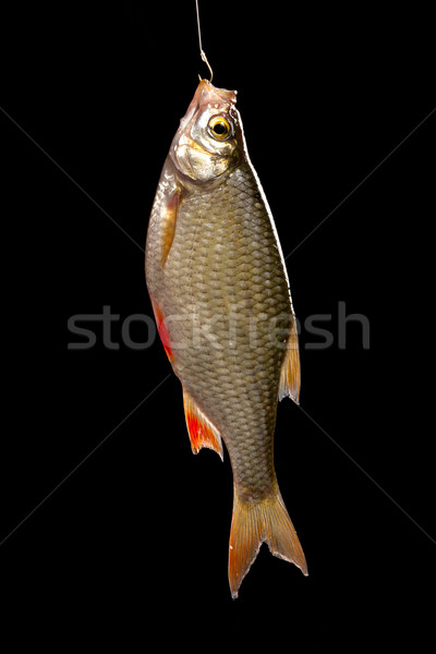 淡水 魚 アジア ヨーロッパ 規模 ストックフォト © Goruppa