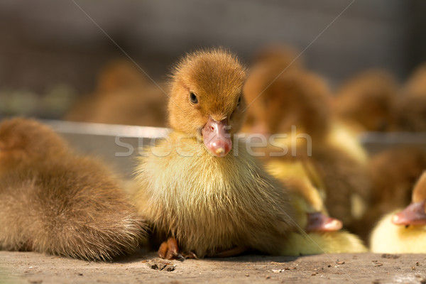Musk duck ducklings Stock photo © Goruppa