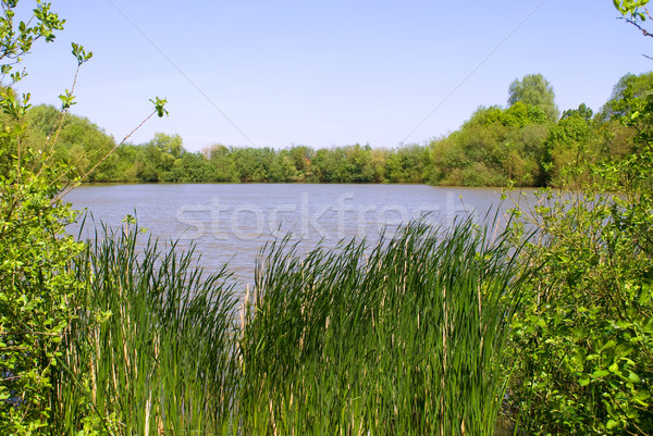 Schönen See grünen Landschaft Frühling Hintergrund Stock foto © Grafistart