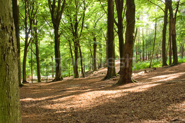 Sommer Wald Baum Licht Blatt Gold Stock foto © Grafistart