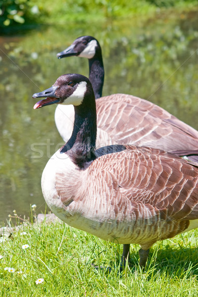 Kanada Gänse Ufer Wasser Natur Vogel Stock foto © Grafistart