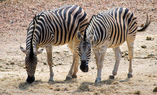 Zebra couple  Stock photo © Grafistart