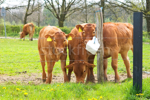 Braun Kuh Kälber genießen salzig Stock foto © Grafistart