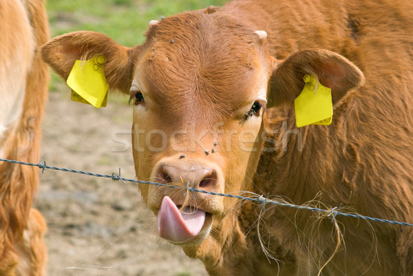 Braun Kuh Natur Lippen Tier Landwirtschaft Stock foto © Grafistart