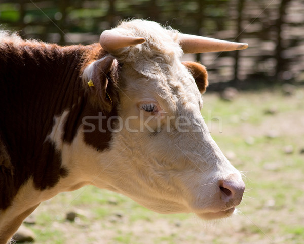 Kuh Kopf weiß braun Flecken Auge Stock foto © Grafistart