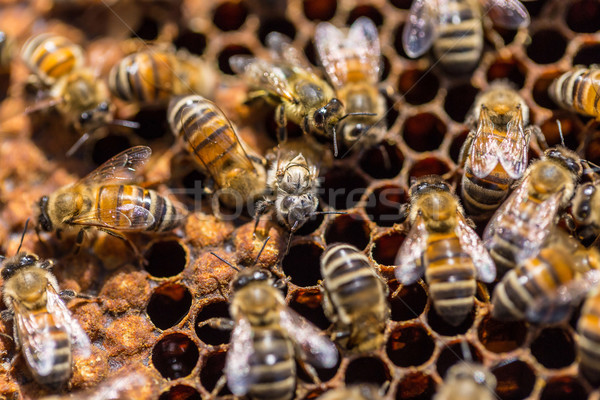 Arılar doğum çalışma arı çerçeve hayvan Stok fotoğraf © grafvision