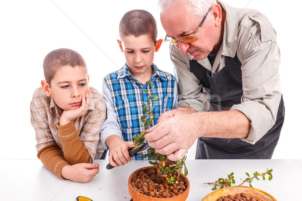 Starszy człowiek wnuki opieki bonsai Zdjęcia stock © grafvision