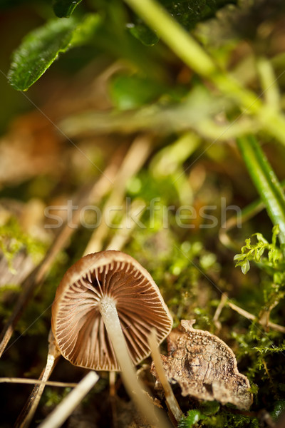 Autumn forest mushrooms Stock photo © grafvision