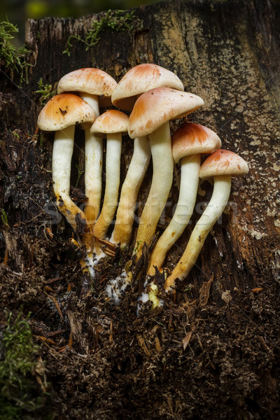 Sulphur Tuft fungus Stock photo © grafvision