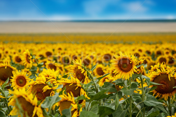 Foto stock: Girassol · plantação · blue · sky · grama · natureza