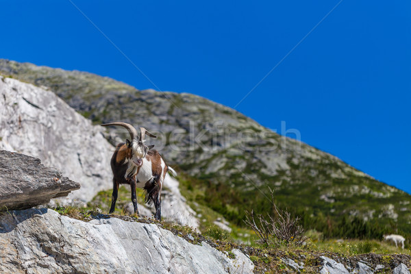 Goat in alps Stock photo © grafvision