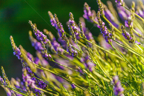 Blossoming lavender field Stock photo © grafvision