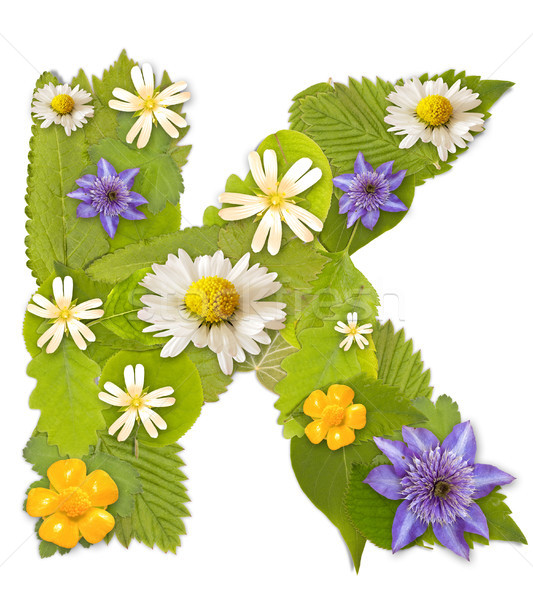 Zöld levél virág betűtípus fehér levél fa Stock fotó © grafvision