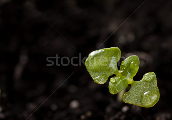 Basil seedlings Stock photo © grafvision