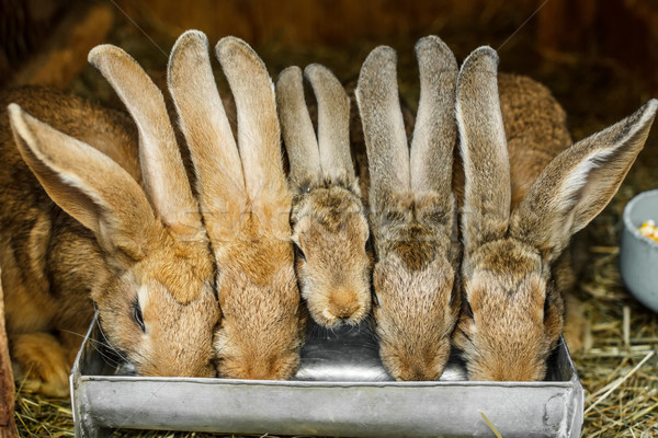 Imagini Iepuri : Poze ManÄ DrÄguÅ£ Animal De Companie BlanÄ Palma Mamifer FaunÄ Iepure De Camp A Inchide Nas Mustati Urechi Animale Vertebrate Detaliu Iepuras Iepure Domestic Rabit Èi Iepuri De Camp 5472x3648