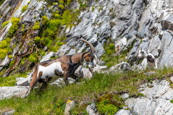 Alps goat Stock photo © grafvision