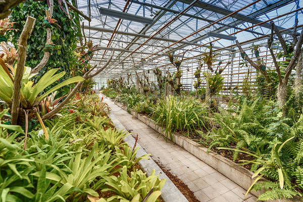 Botanikus épület belső üvegház összetett virág Stock fotó © grafvision