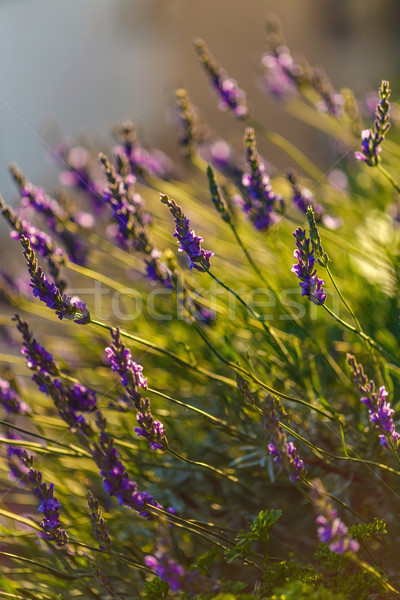 Lavendel veld zonlicht zon zonsondergang natuur Stockfoto © grafvision