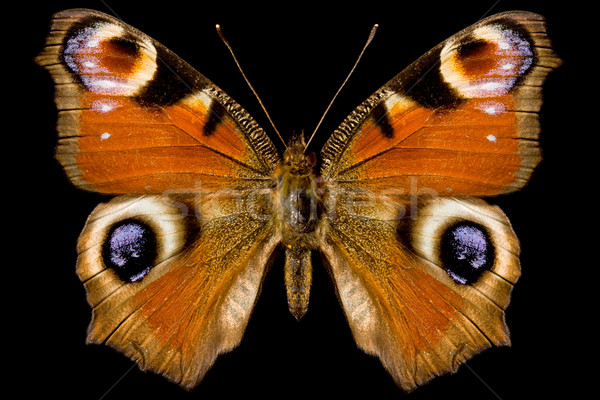 Butterfly, Inachis Io Stock photo © grafvision