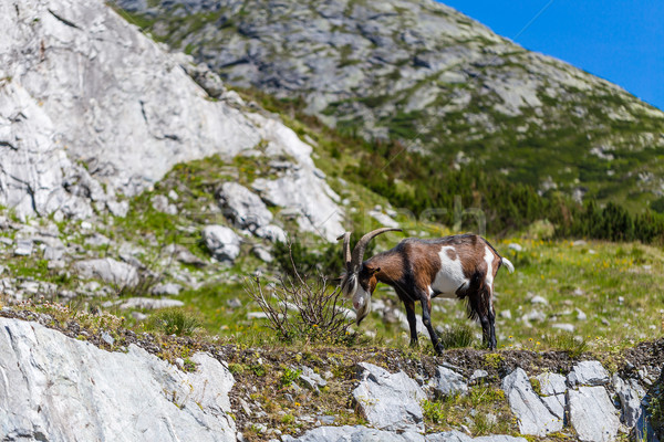 Mountain goat Stock photo © grafvision