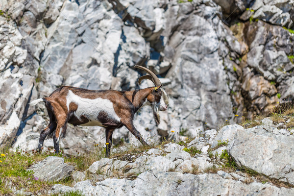 Mountain goat  Stock photo © grafvision